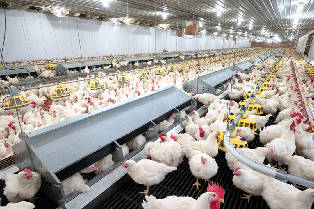 Department of Poultry Science